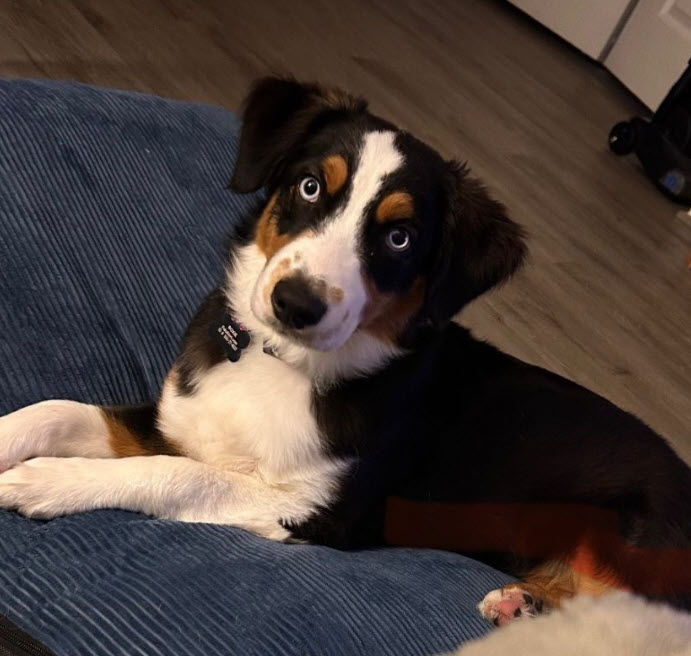 Roxie, STAR #2036
