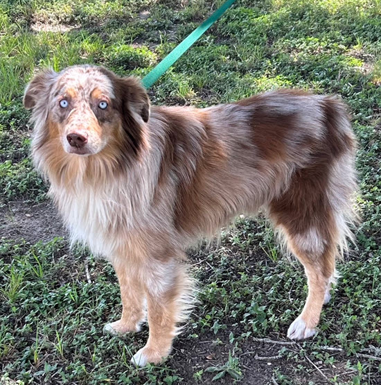 Rusty, STAR #2037