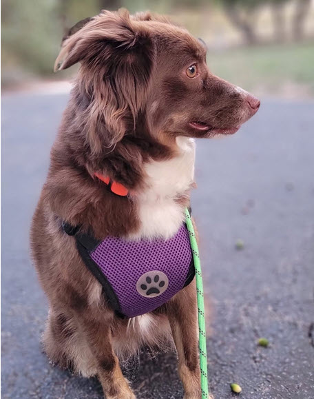 Cookie, STAR #2038