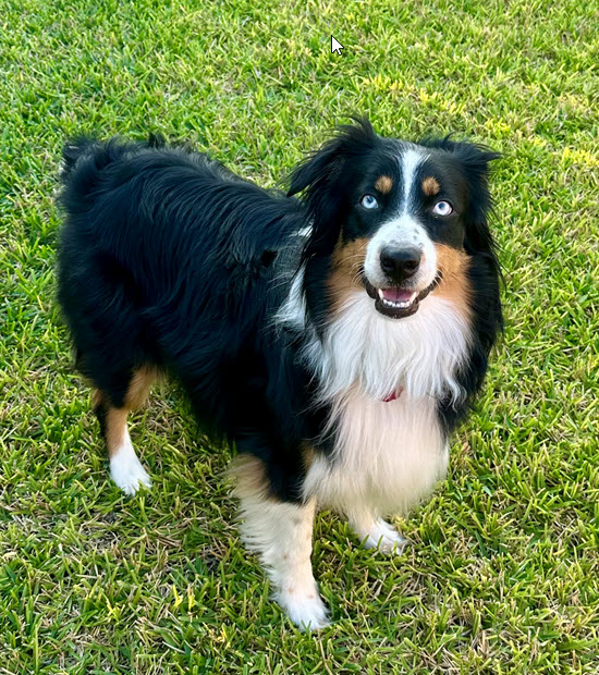Nala, STAR #2039