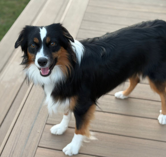 Darby, STAR #2040