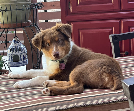 Moose, STAR #2042