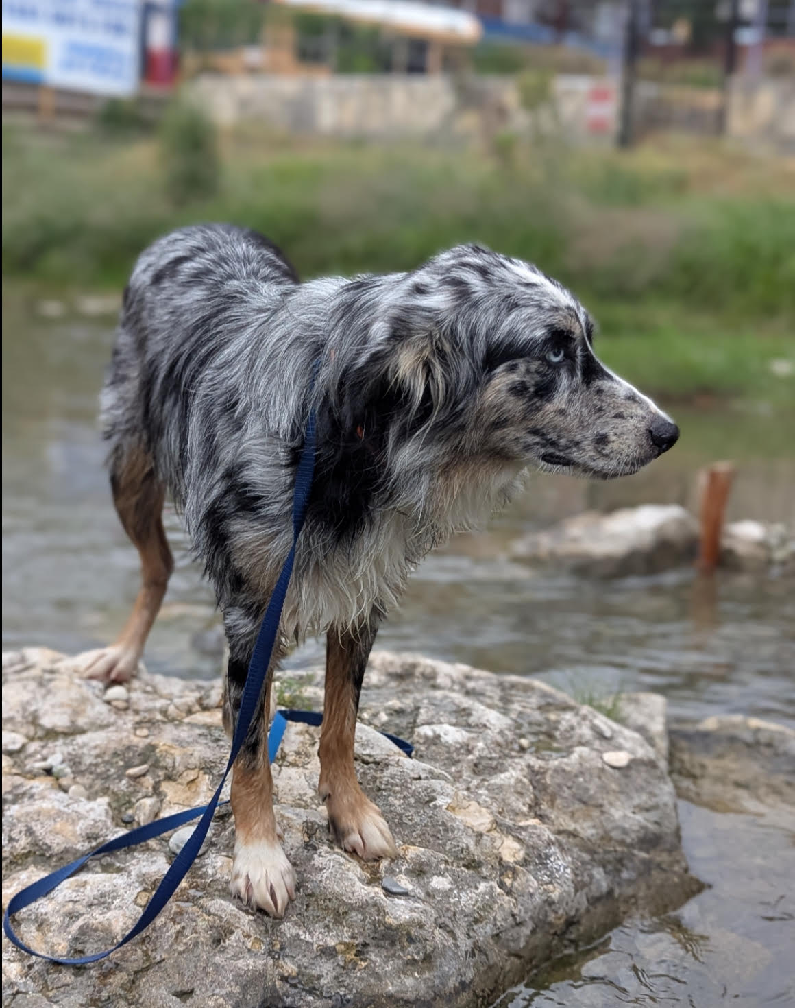 Smokey, STAR #2031