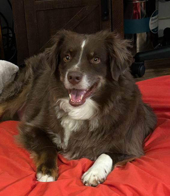 Bear, STAR #2045