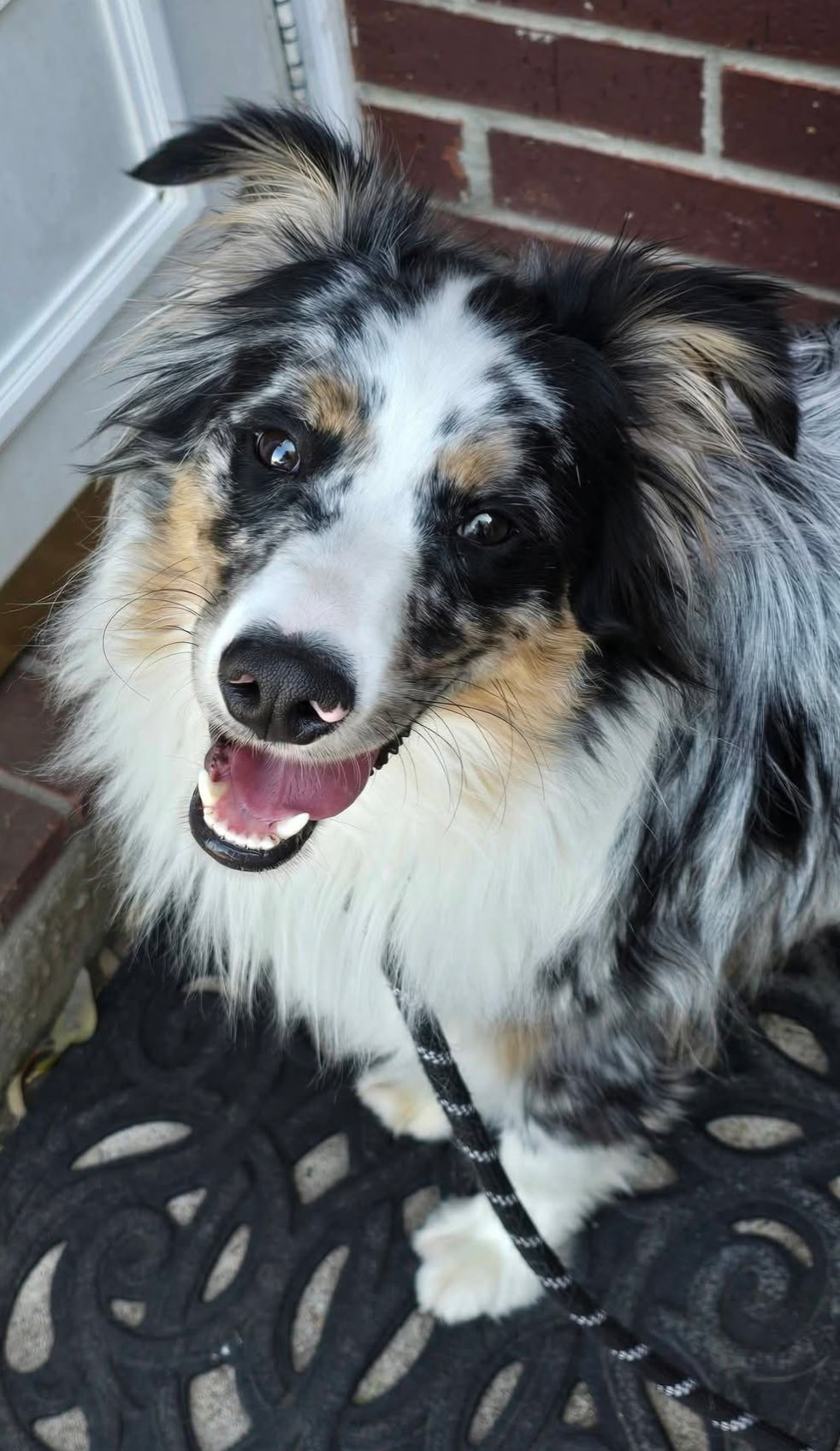 Bo Diddley, STAR #2082