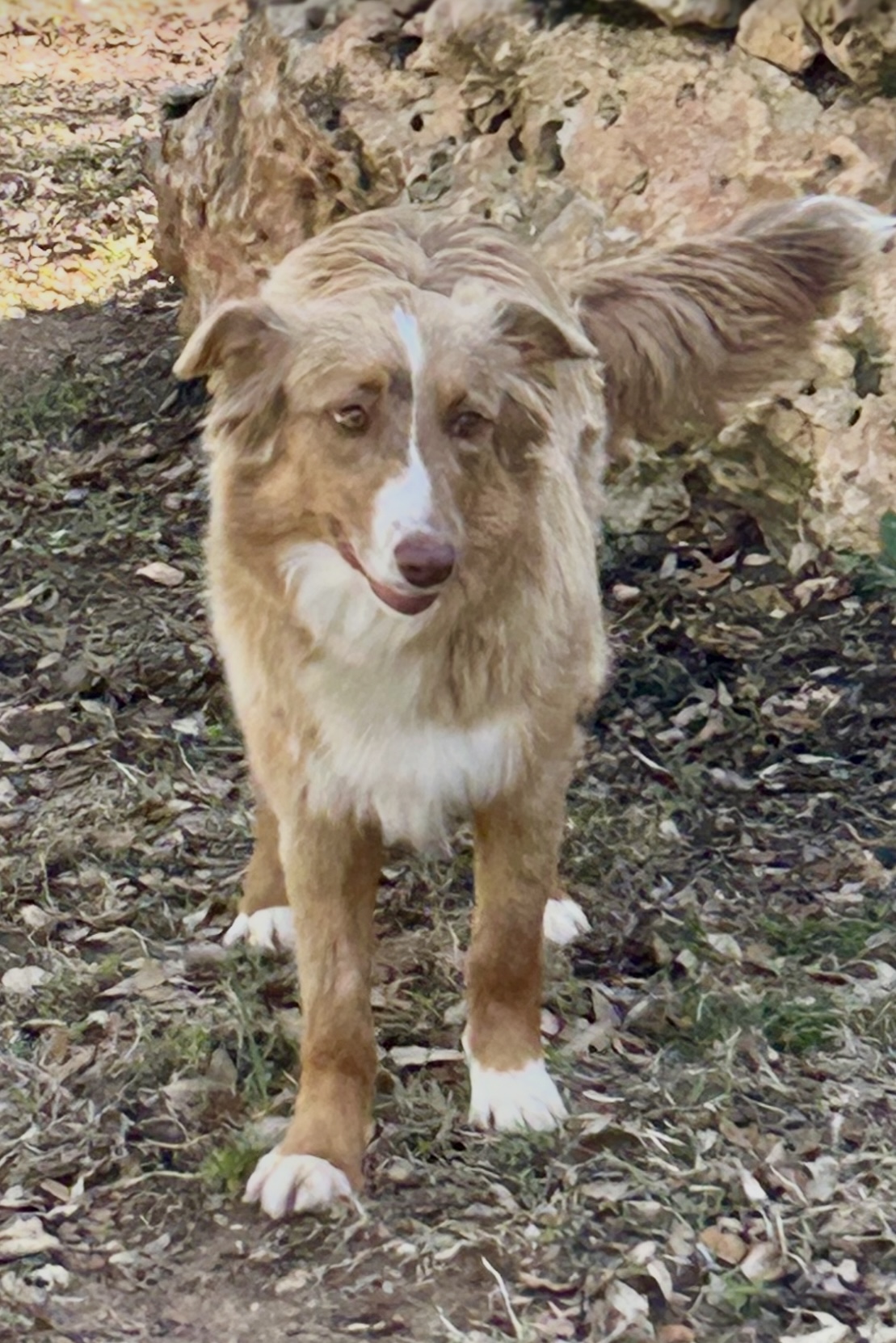 Daisy Mae, STAR #2083