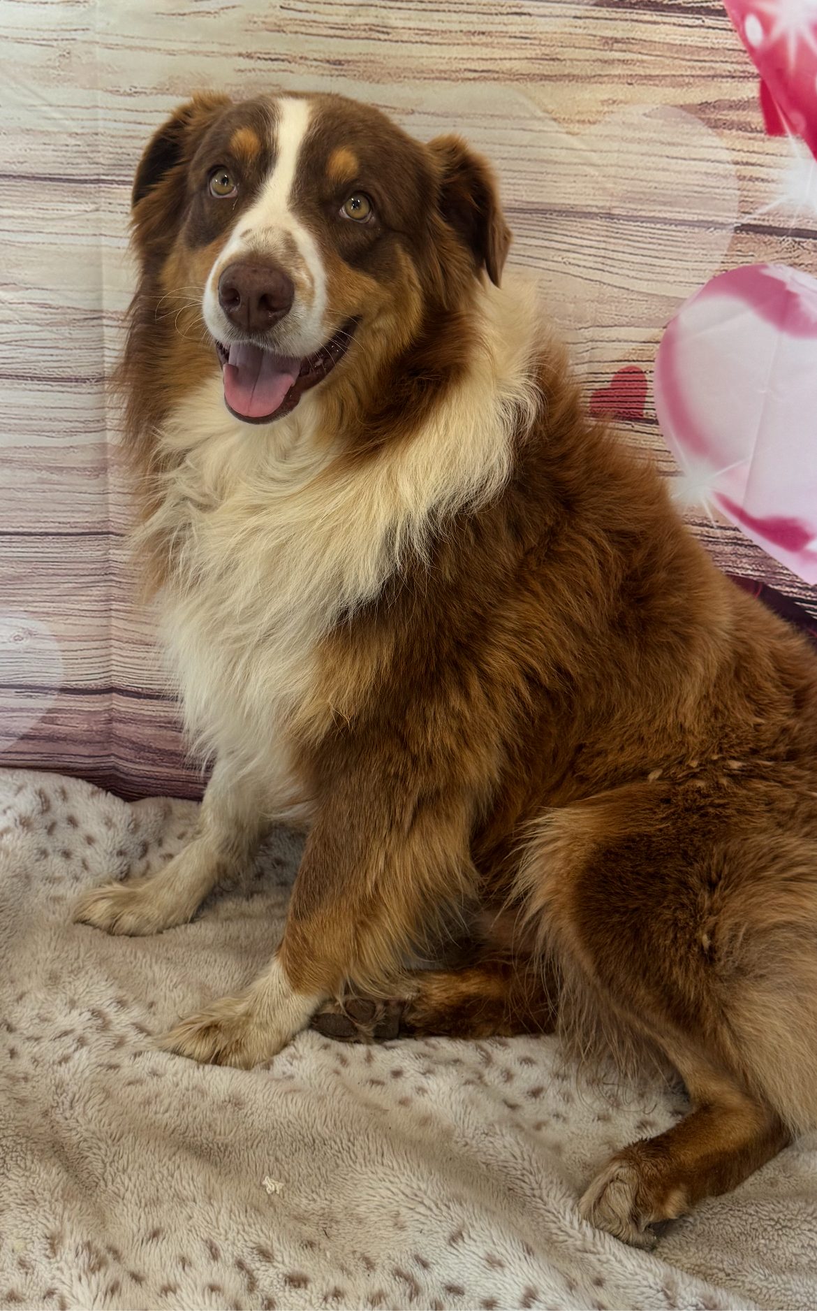 Boone, STAR #2098