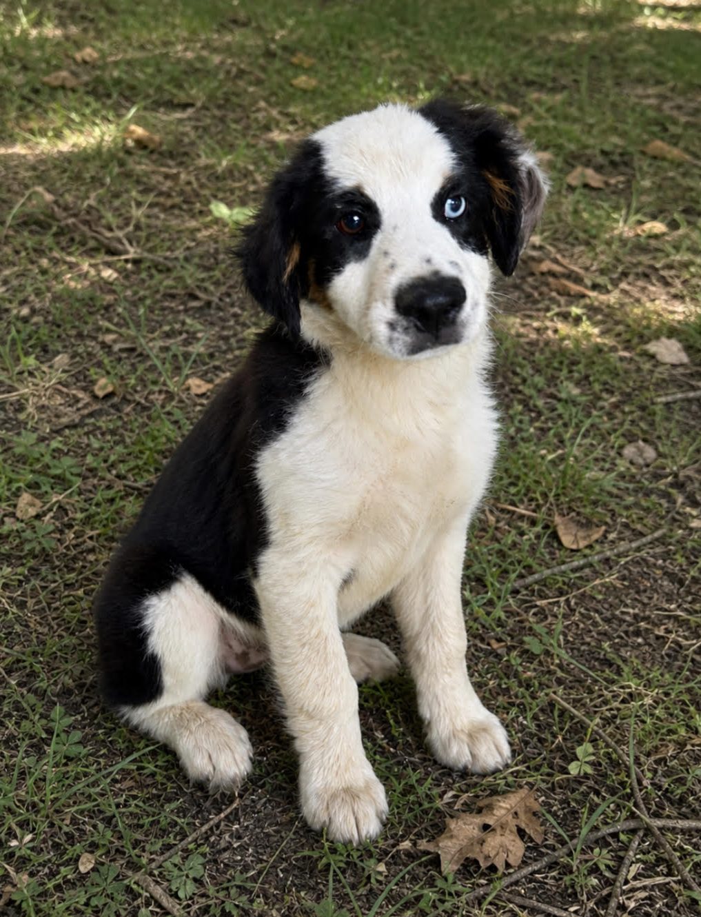 Molly, STAR #2111