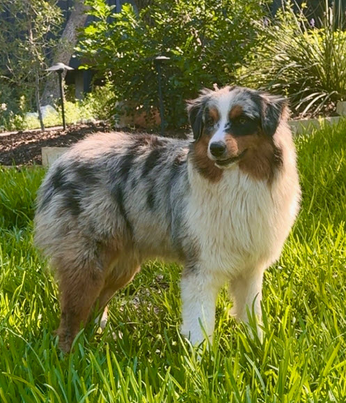 Ryder, STAR #2115