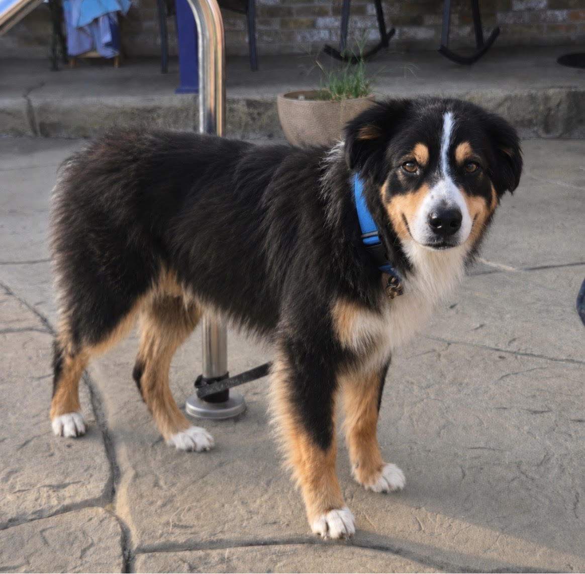 Guinness, STAR # 2134