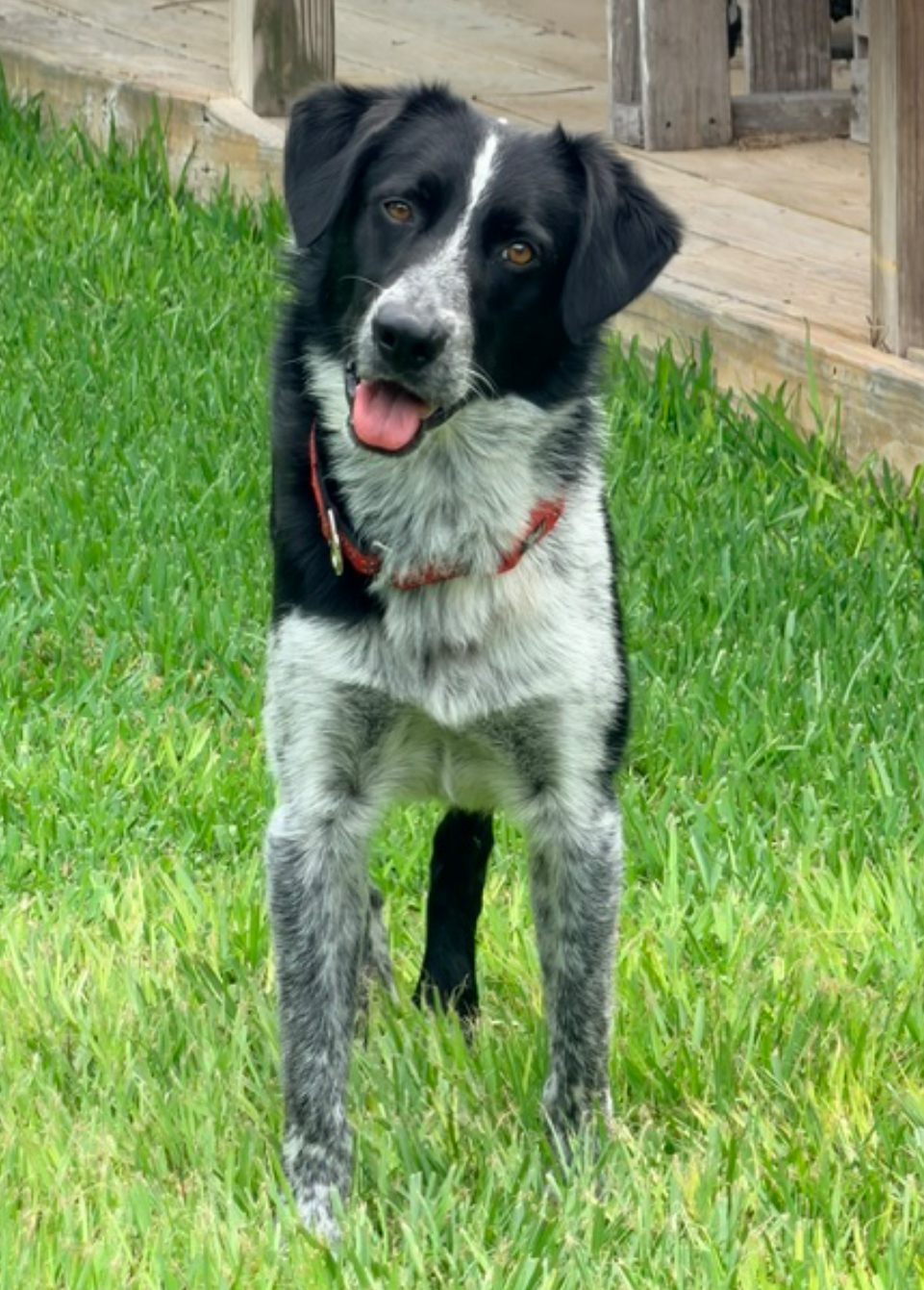 Pongo, STAR #2125