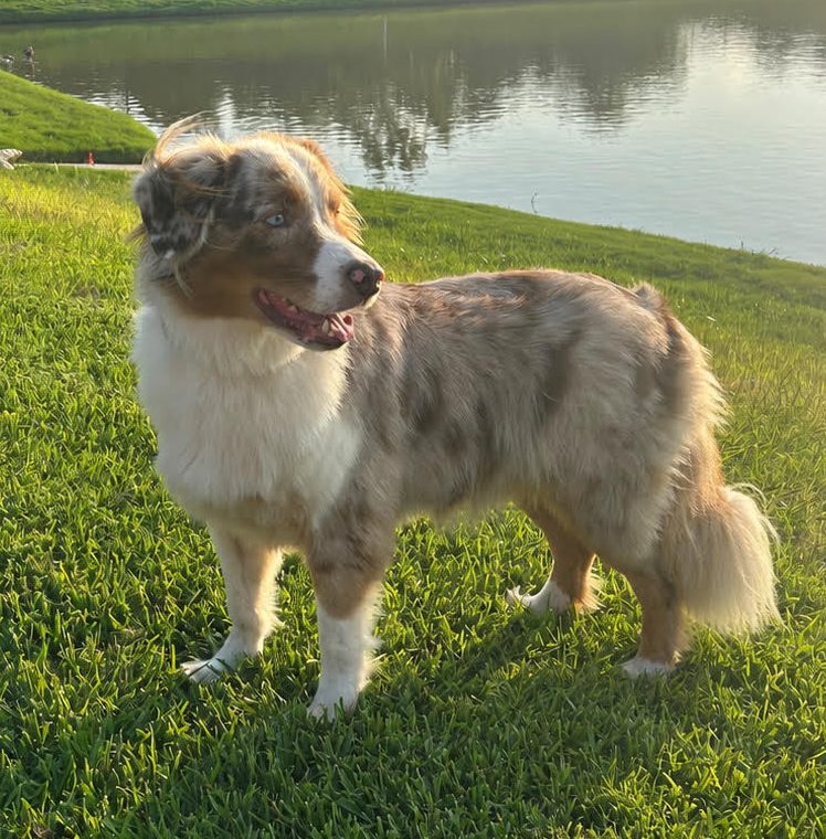 Ryker, STAR #2129