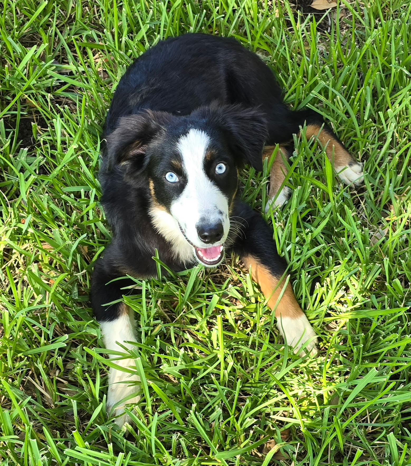 Evie, STAR #2142