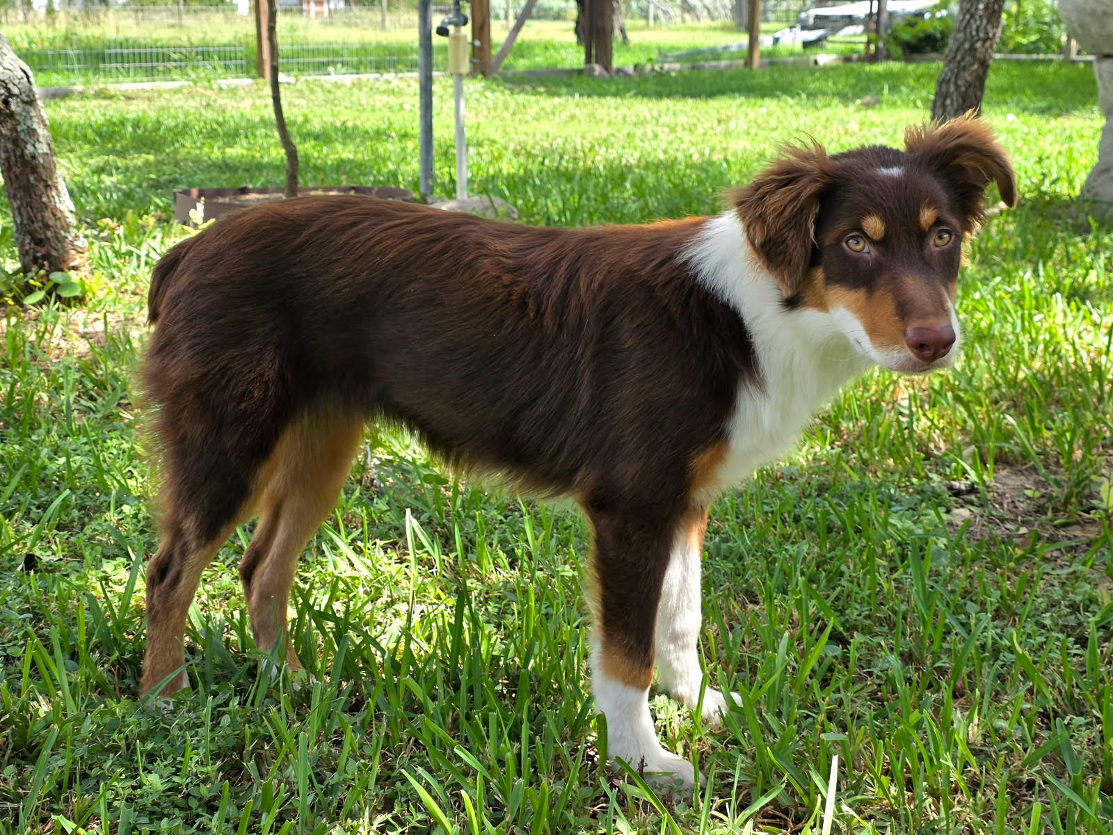 Skye, STAR #2152