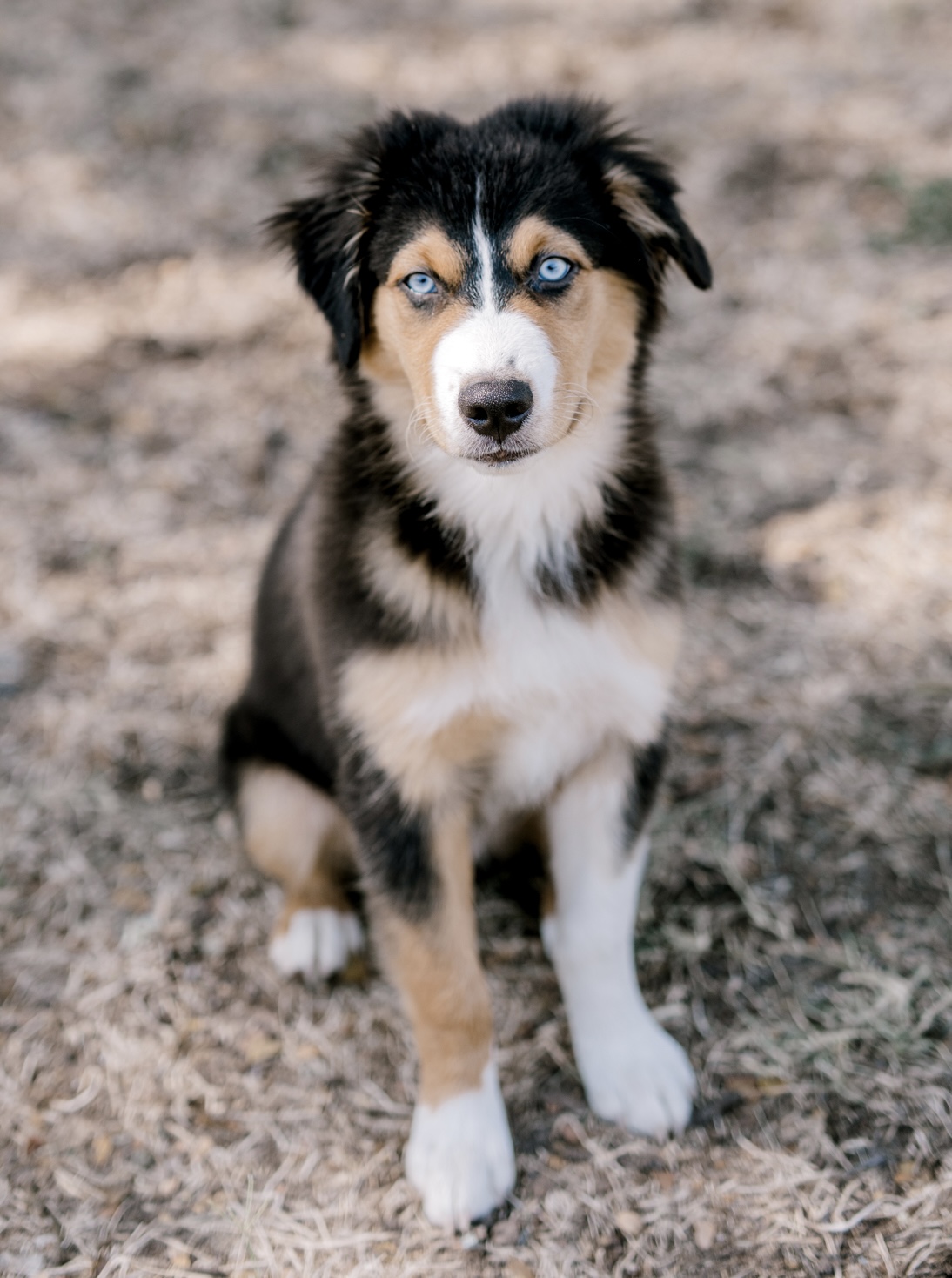 Benji, STAR #2156