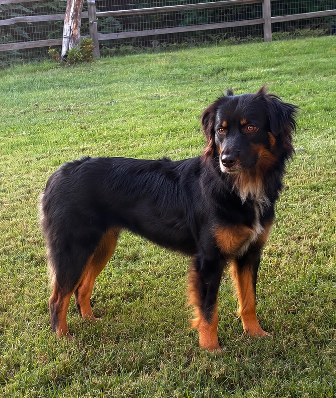 Roxie, STAR #2143