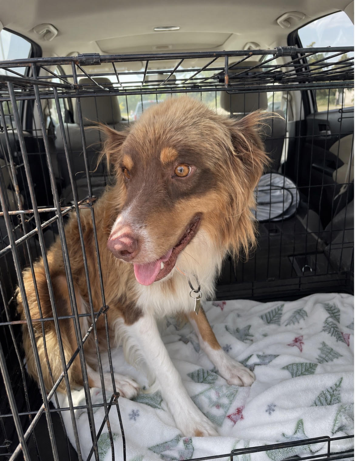 Gus, STAR #2158