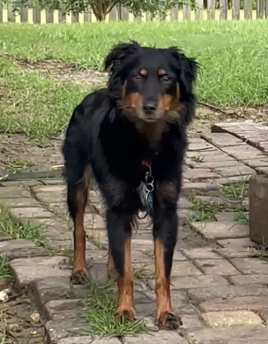 Lilly, STAR #2153