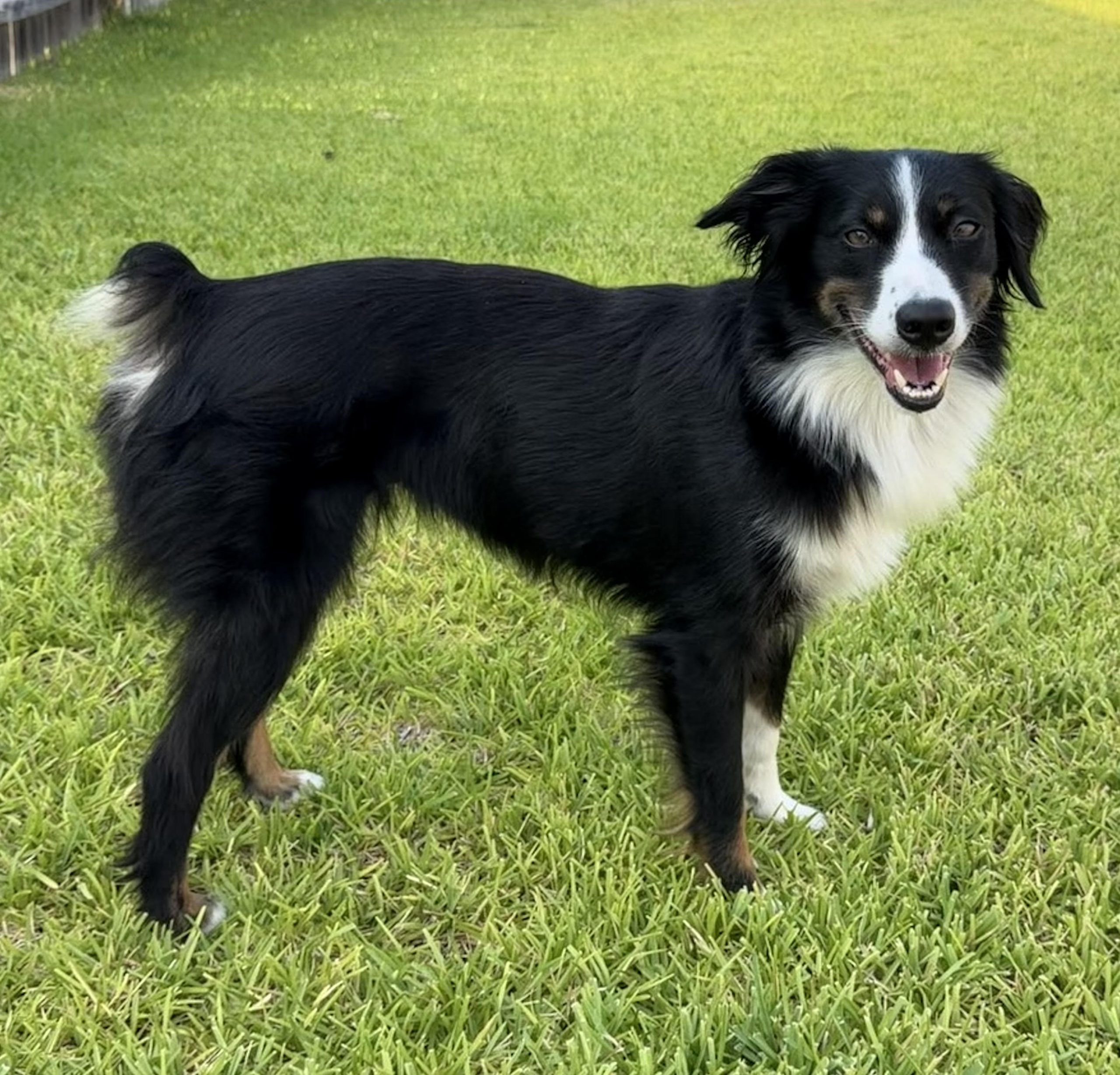 Ivy, STAR #2159