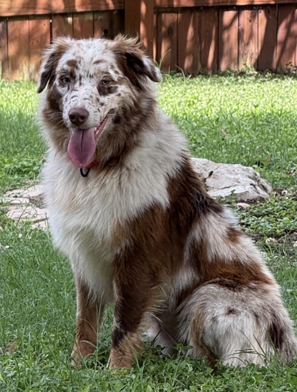 Polly, STAR #2149