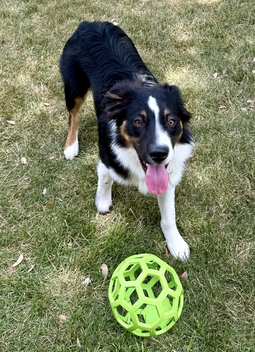 Louie, STAR #2162