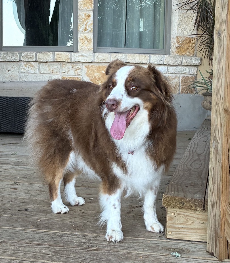 Nala Red, STAR #2161