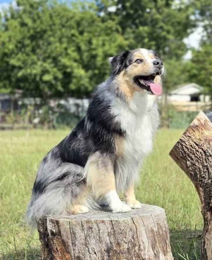 Diesel, STAR #2168