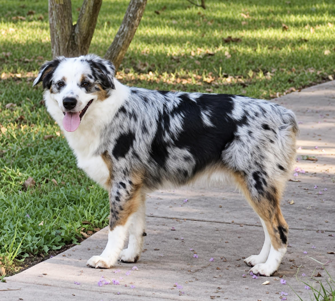 Remington, STAR #2164