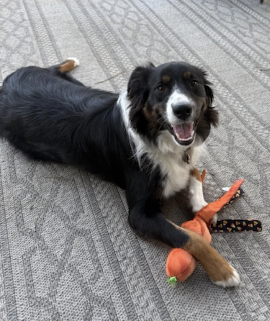 Jesse Girl, STAR #2174