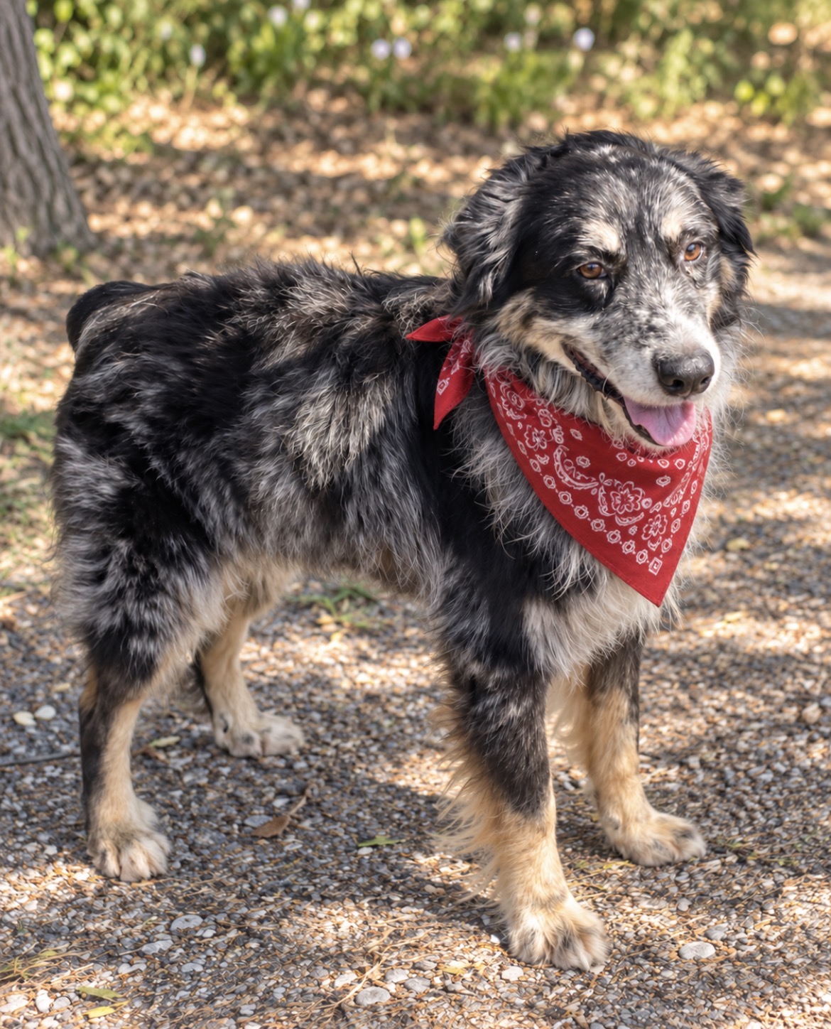 Zeke, STAR #2175